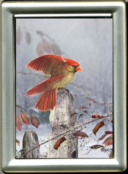 "Snow Bird" Female Cardinal