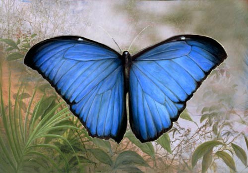 "Blue Morpho" by American wildlife artist Larry K. Martin
