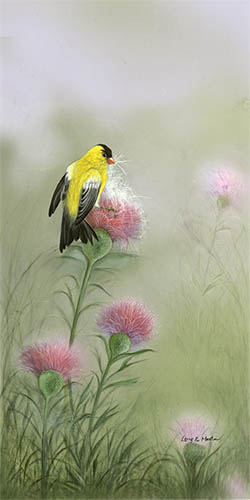 Thistle Down Goldfinch by Larry K. Martin